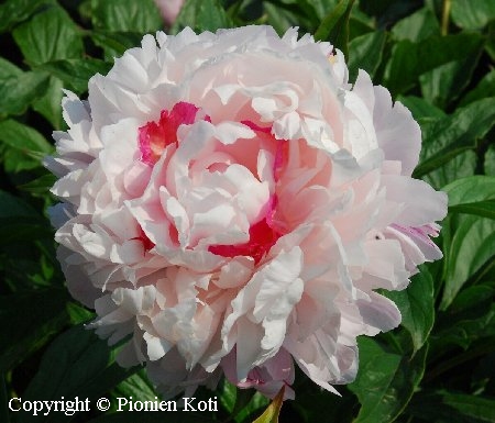 Paeonia lactiflora 'Fen Chi Jin Yu'